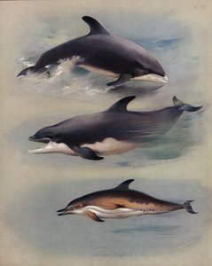 Delfino dal becco bianco, delfino dal naso a bottiglia, delfino comune da Archibald Thorburn